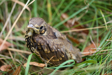 Ein Portrait eines Küken von einer Singdrossel.
