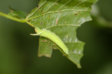 Portrait, Nahaufnahme einer Schmetterlingsraupe an einer Pflanze. 