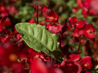 Roślina późno kwitnąca na czerwono na rabacie