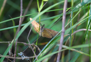 Ein Heidespanner sitzt auf einer Pflanze auf einer Wiese.