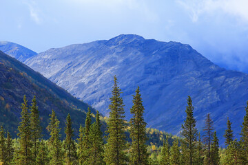 forest in the mountains landscape beautiful green nature summer background forest