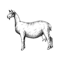 Hand-sketched farm animals vector illustrations on chalkboard. Cow, lama, donkey, goat, rabbit, sheep and other vintage animals. Farm animals for label, icon, packaging, banners, books.