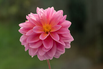 Fototapeta premium pink dahlia flower against a garden background - blurred 