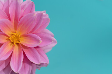 pink dahlia flower against a bright turquoise background - flower head offset to the left 