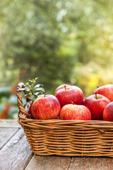 red and yellow fresh apples on natural background outdoors, healthy eating, autumn harvest, farming. 