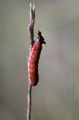 Portrait, Nahaufnahme einer Schmetterlingsraupe an einer Pflanze. 