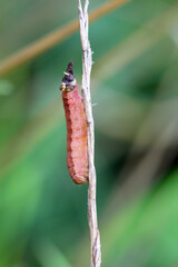 Portrait, Nahaufnahme einer Schmetterlingsraupe an einer Pflanze. 