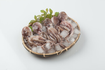 주꾸미,해산물,날것,스튜디,오실내,요리,음식재료