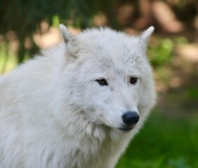 Loup blanc