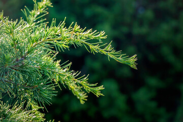 Leaf details of pine tree