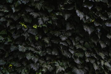 Naklejka na ściany i meble Gray and green background with leaves.