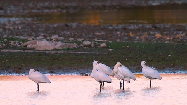 Eurasian spoonbill (Platalea leucorodia) or common spoonbill in the Salburua Wetland in the Vitoria Green Belt. Alava. Basque Country. Cantabria, Spain, Europe