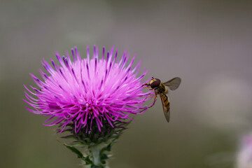 Eine Schwebfliege, Insekt auf einer Pflanze.
