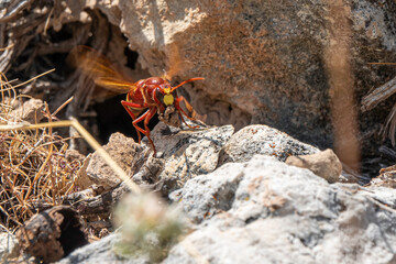 Flying hornet.