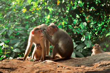 A beautiful portrait of a Rhesus Macaque monkey breast feeding its baby at Sathodi Falls, Karnataka, India.