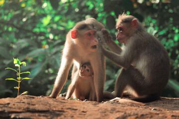 A beautiful portrait of a Rhesus Macaque monkey breast feeding its baby at Sathodi Falls, Karnataka, India.