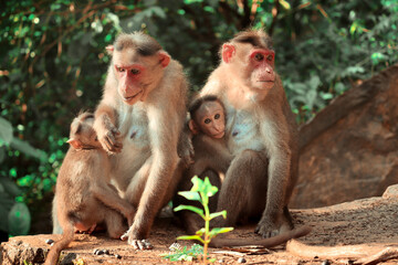 Two Rhesus Macaque monkey mothers holding their babies and sitting on a rock at Sathodi Falls, Karnataka, India.