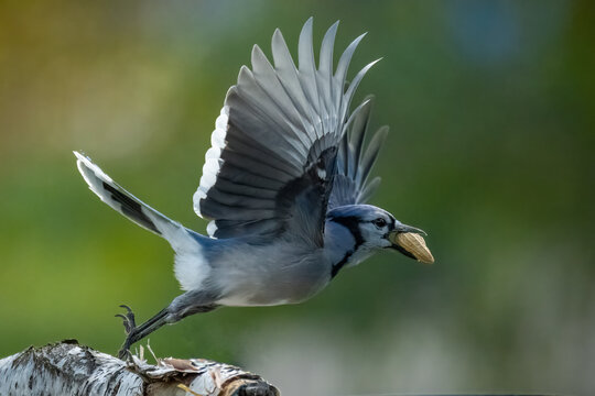 blue jay on a branch flying off 
