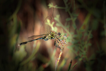 Dragonfly on a wild plant.