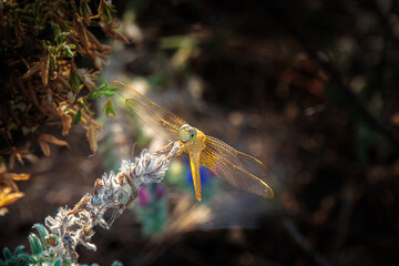 Dragonfly on a wild plant.