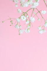 Obraz na płótnie Canvas Background with tiny white flowers (gypsophila paniculata), blurred, selective focus.