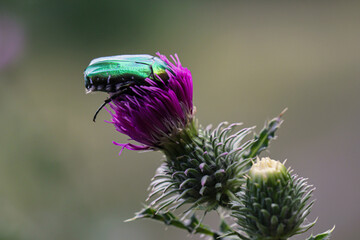 Ein Rosenkäfer auf einer Distel auf einer Wiese.
