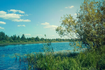 forest lake in summer close-up. landscape with a lake surrounded by trees. summer day on the lake shore.