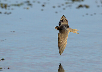 Hirundo rustica (Barn Swallow), Greece