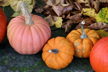 Beautiful pumpkins in the garden.