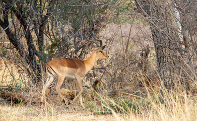 A young impala ram meanders through thick bush in the African countryside