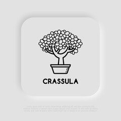 Crassula plant thin line icon. Modern vector illustration of home plant, bonsai.