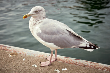 A young silver gull on the beach pier