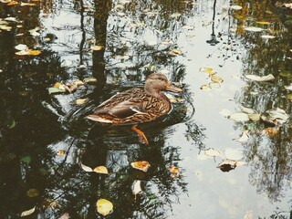 Duck feed on the surface of the water.