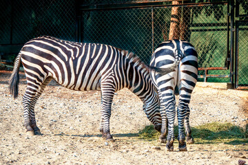 Two zebra donkeys are feeding.