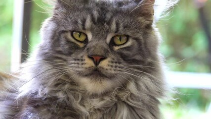 Maine Coon gray cat with look serious and  condescending