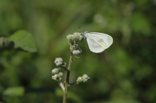 Delicate Forest White butterfly ( Leptidea sinapis ) on plant