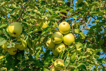 Photo of apple among the leaves on the tree