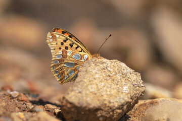 Spanish Queen butterfly (Issoria lathonia) on stone on the ground