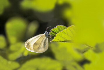 Delicate Forest White butterfly ( Leptidea sinapis ) on plant