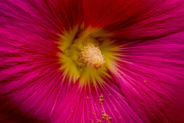 Flower photos from natural environments