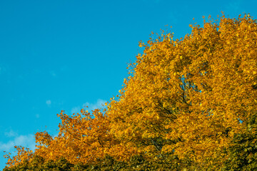 Fototapeta premium Autumn yellow tops of trees against the sky