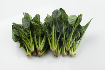 시금치,봄나물,뿌리,한약,한약재,건강,고해상,다수,두릅,사람없,음식물,신선,오브젝트,웰빙,조각보,채반,초록색,컨셉,하이앵글,화이트