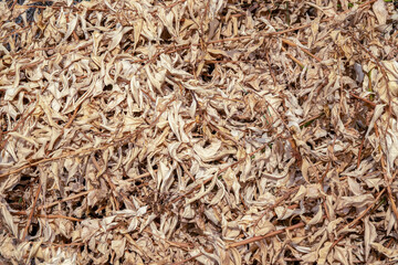 A pile of dried plant leaves