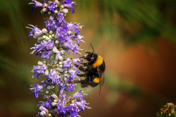 Bee on a wild plant.