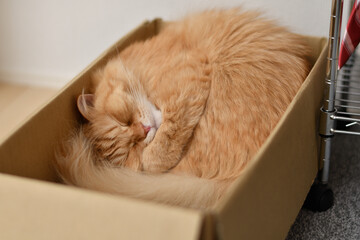 箱の中で寝る猫（マンチカン）