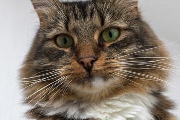 Fototapeta premium Brown, red, white and striped cat close-up. She has green eyes and a long mustache.