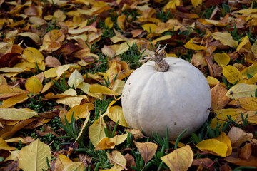 Pumpkin and autumn leaves on the ground