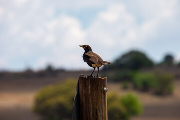 Fototapeta na wymiar bird on a pole