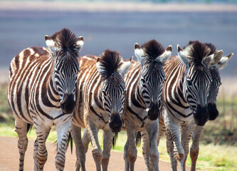 zebra in a herd