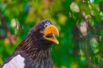 steller's sea eagle - Haliaeetus pelagicus - Accipitridae 
